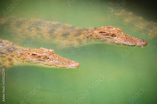 Young crocodiles are floating in the water at crocodile farm or alligator farm, an establishment for breeding to produce crocodile and alligator meat, leather, and other goods. © kampwit