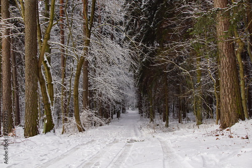 Fototapeta Naklejka Na Ścianę i Meble -  Las ,las zimą ,zaśnieżone drzewa 