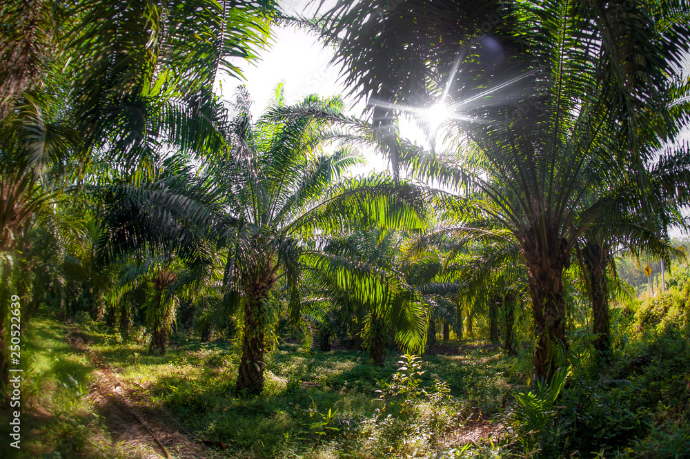 Abstract fisheye view of trees in a tropical forest Abstract fisheye view of trees in a tropical forest