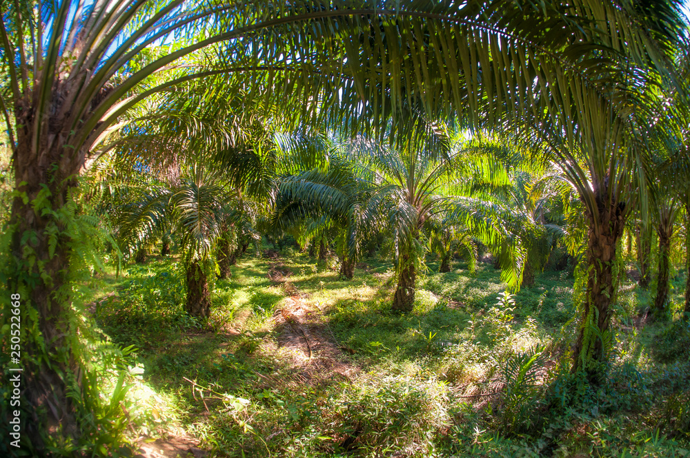 Obraz premium Abstract fisheye view of trees in a tropical forest