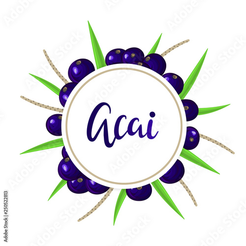 Round frame and acai berries, palm leaves and branches on background. Brazilian superfruit. Euterpe oleracea. Superfood for healthy life. Dietary supplement. Label, package, banner. Vector, eps10