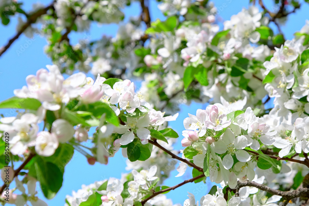 Blooming spring garden, white blossoming flowers on blue sky background