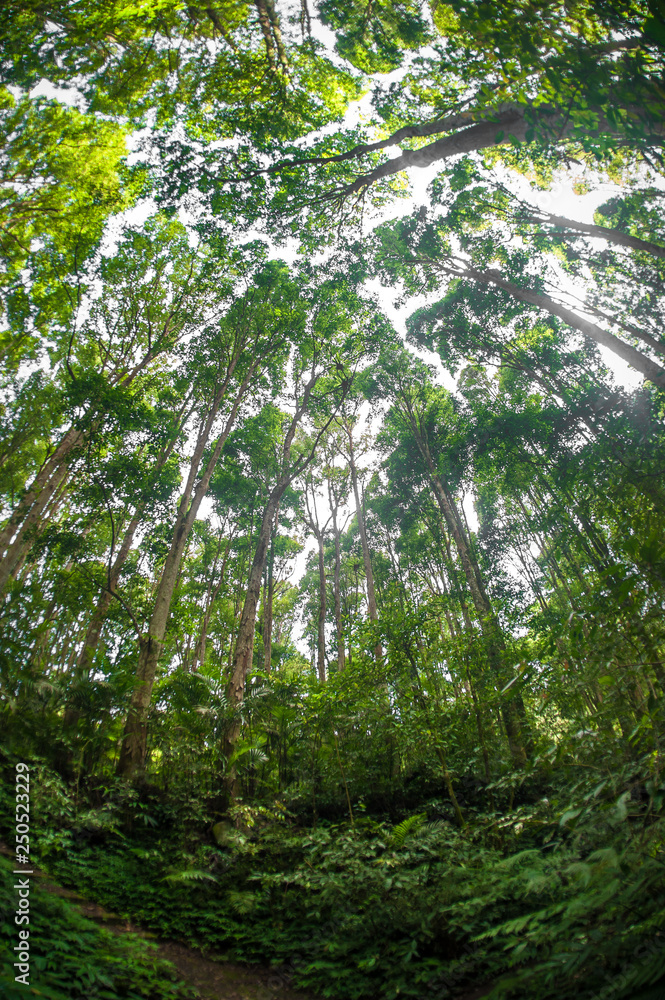 Fototapeta premium Abstract fisheye view of trees in a tropical forest
