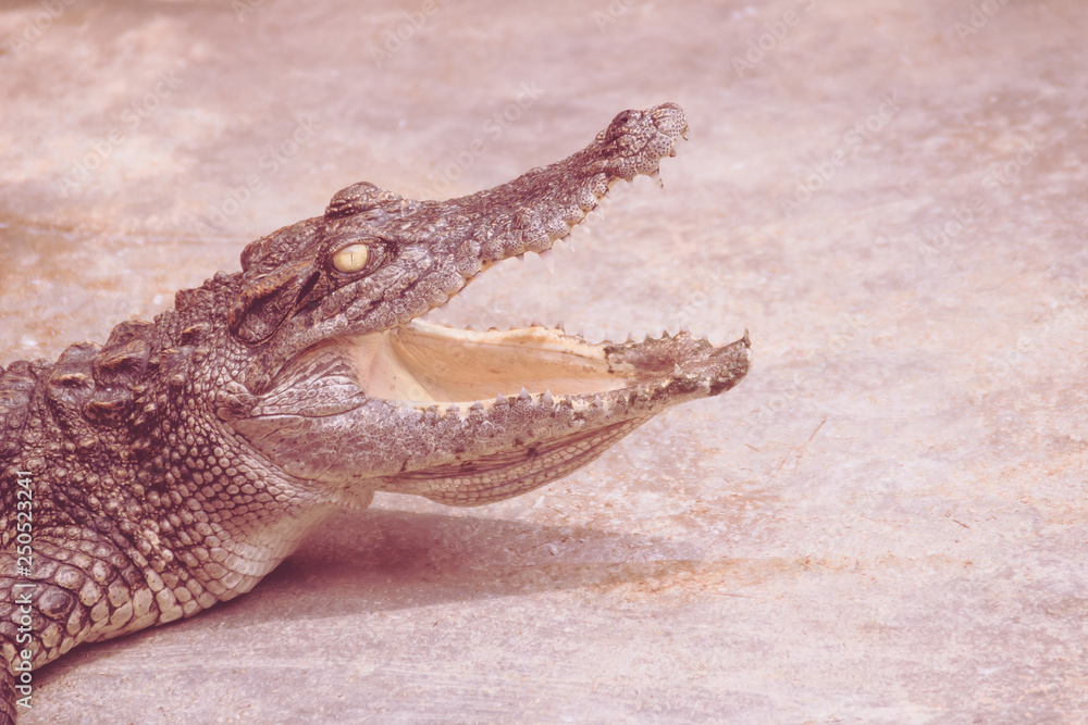 Obraz premium An angry crocodile is open jaws and ready to strike. A young crocodile is open mouth while resting at the farm. Commercial crocodile farming business is very profitable, but requires for 3 to 4 years.