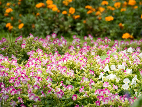 Pink Flowers in the Garden © arikbintang