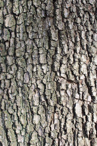 corteccia dell'albero - natura