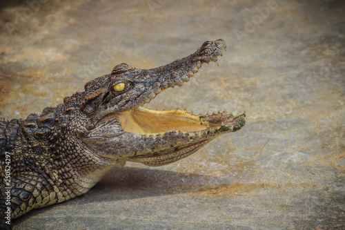 An angry crocodile is open jaws and ready to strike. A young crocodile is open mouth while resting at the farm. Commercial crocodile farming business is very profitable  but requires for 3 to 4 years.