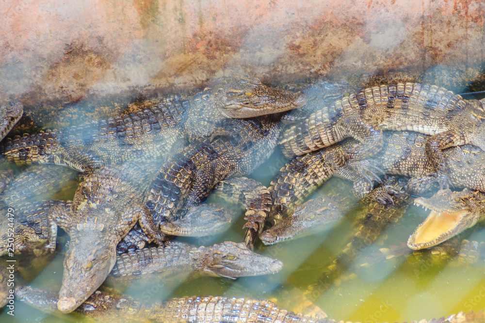 Group of many crocodiles are basking in the concrete pond. Crocodile farming for breeding and raising of crocodilians in order to produce crocodile and alligator meat, leather, and other goods.