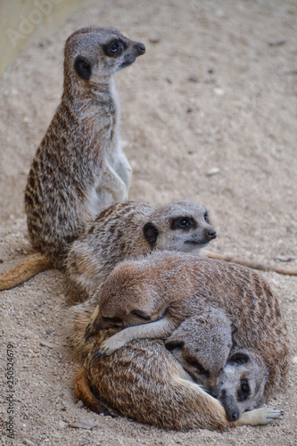 Meerkat group school huddling together © Dan