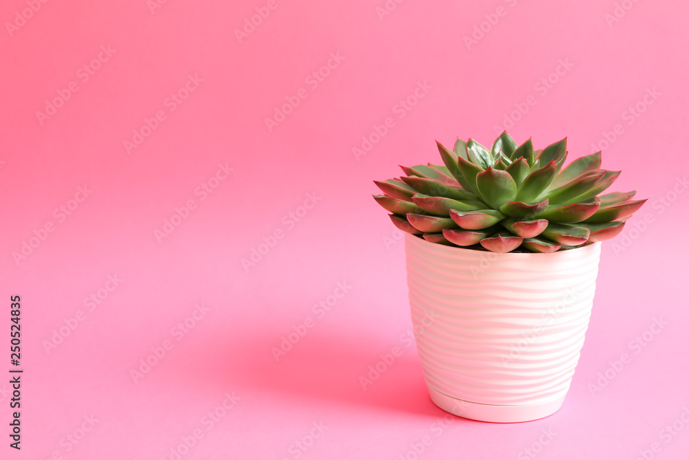 Obraz premium Beautiful succulent plant on color background, space for text