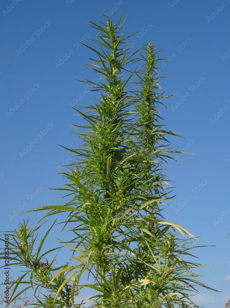 Hemp seeds in can of cannabis inflorescence isolated Hemp seeds in can of cannabis inflorescence isolated