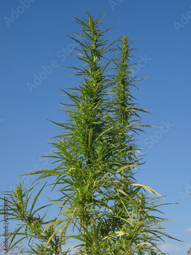 Hemp seeds in can of cannabis inflorescence isolated 