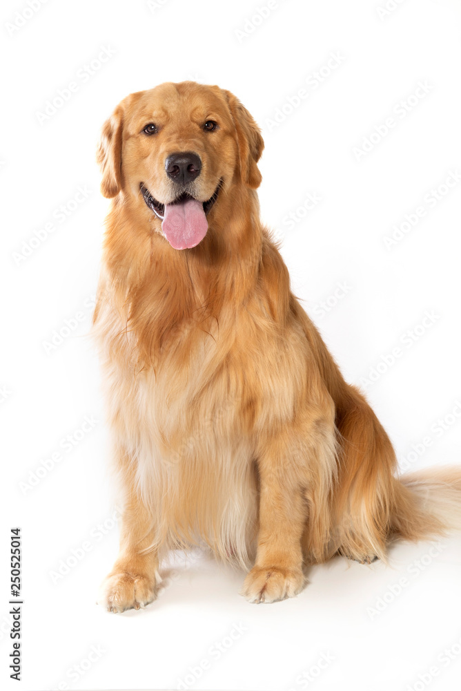 happy dog golden retriever on white bakground