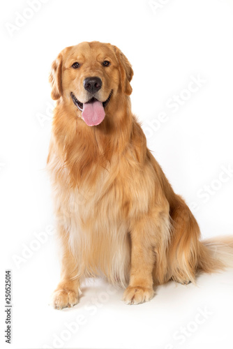 happy dog golden retriever on white bakground