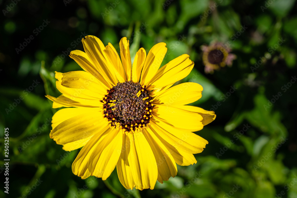 Yellow Daisy blooming in Ventura, California, USA Yellow Daisy blooming in Ventura, California, USA
