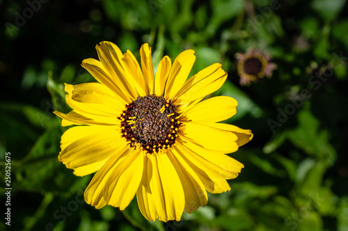 Yellow Daisy blooming in Ventura  California  USA