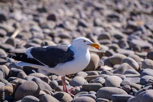 Western Gull in the rocks at San Buenaventura State Beach in Ventura, California, USA © Jesse