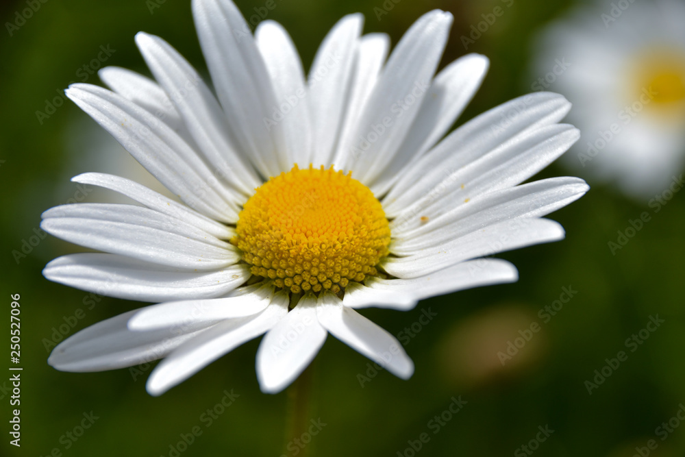 Close up of Chamomile flower Close up of Chamomile flower