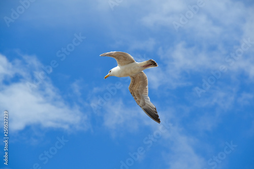 Seagull flying on windy blue sky sunny day