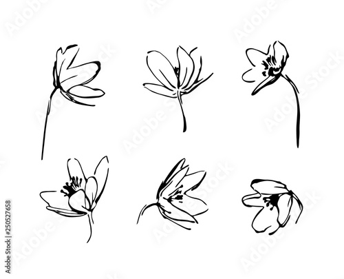 Set of hand drawn wildflowers. Outline flower plant silhouette brush ink painting. Black isolated vector on white background