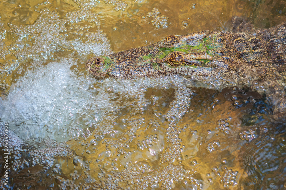 Crocodiles have acute senses that them eyes, ears and nostrils are located on top of the head, allowing the crocodile to lie low in the water, almost totally submerged and hidden from prey. Crocodiles have acute senses that them eyes, ears and nostrils are located on top of the head, allowing the crocodile to lie low in the water, almost totally submerged and hidden from prey.