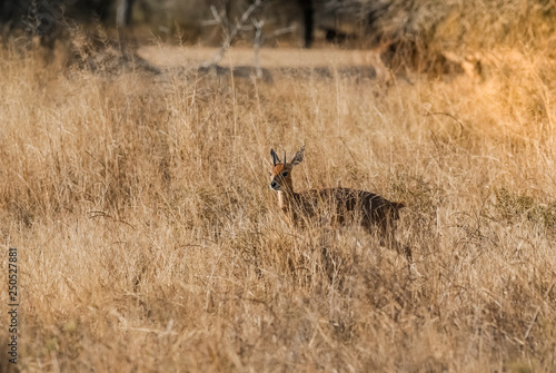 Male Steenbok Raphicerus campestris  South Africa