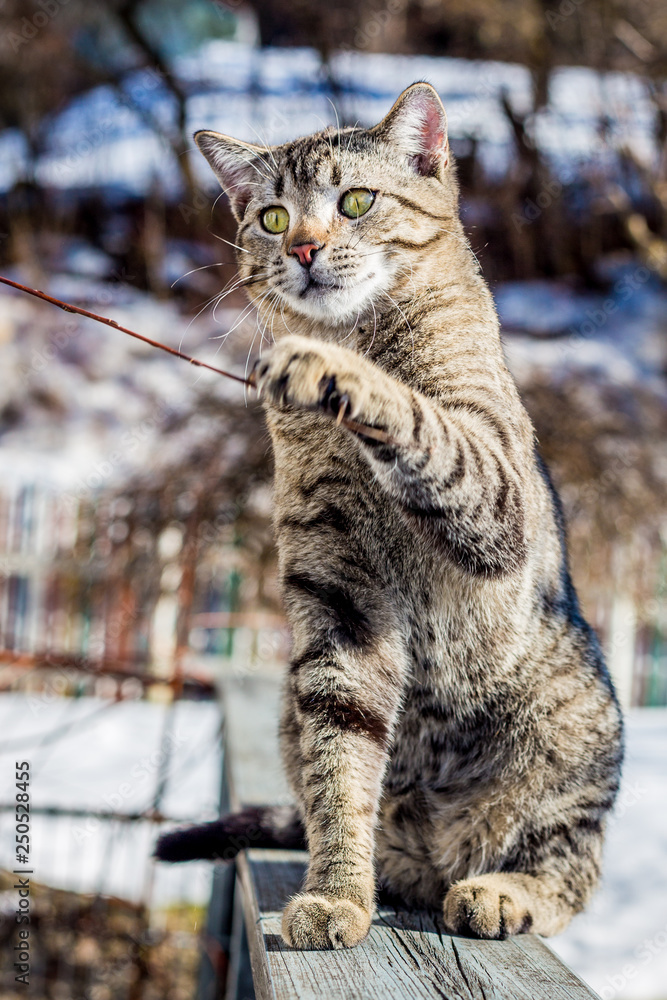 Portrait of a domestic cat in winter outdoors
