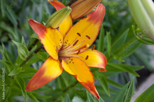 yellow orange lily bud