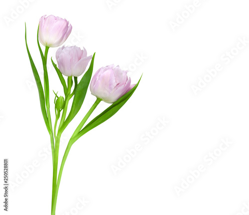 Bouquet of pink tulips © tiantan