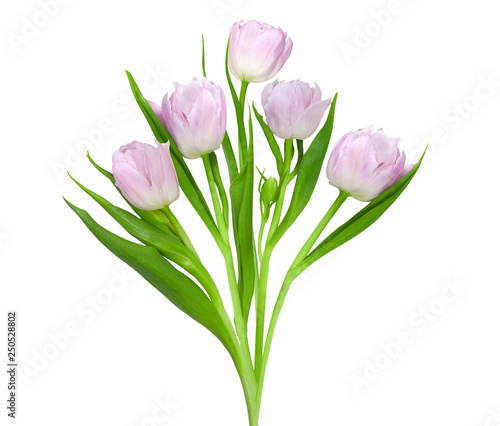 Bouquet of nice pink tulips