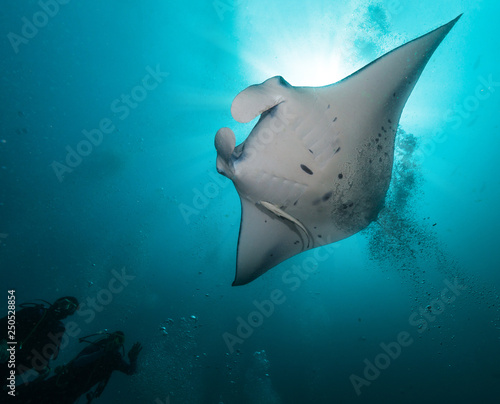 Giant manta ray with two divers silhouettes © Jag_cz