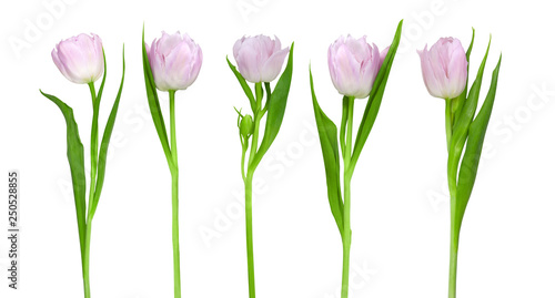 Tender pink tulips © tiantan