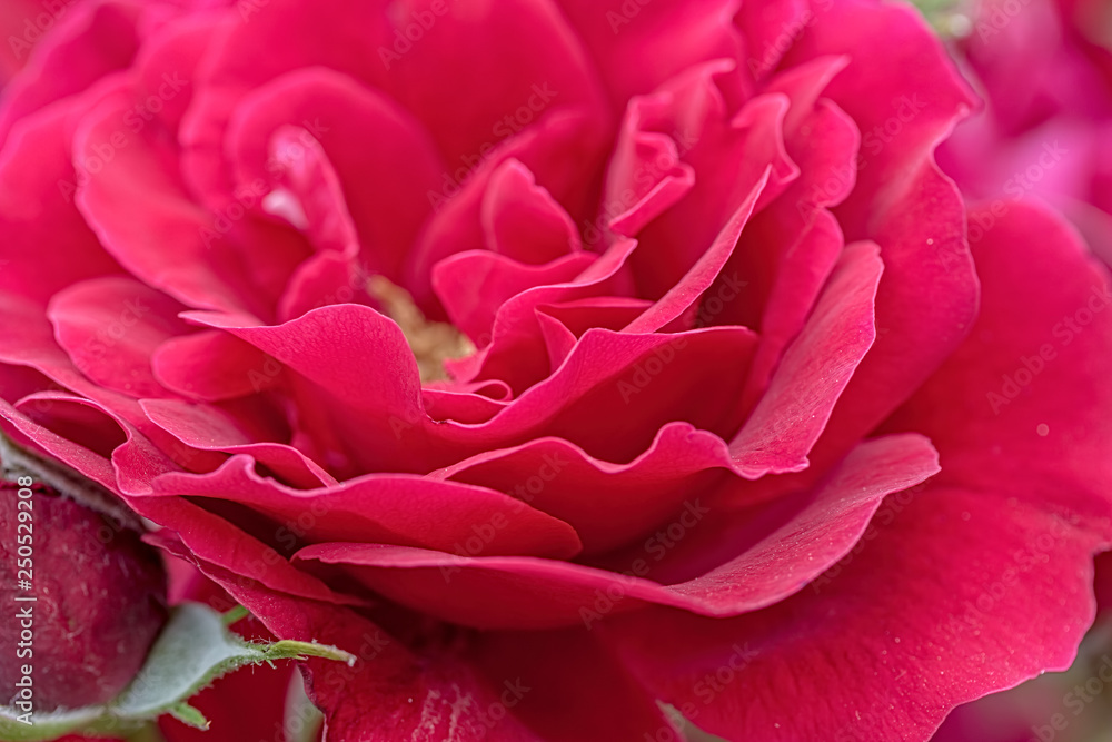 Petals of a beautiful red rose, close-up Petals of a beautiful red rose, close-up