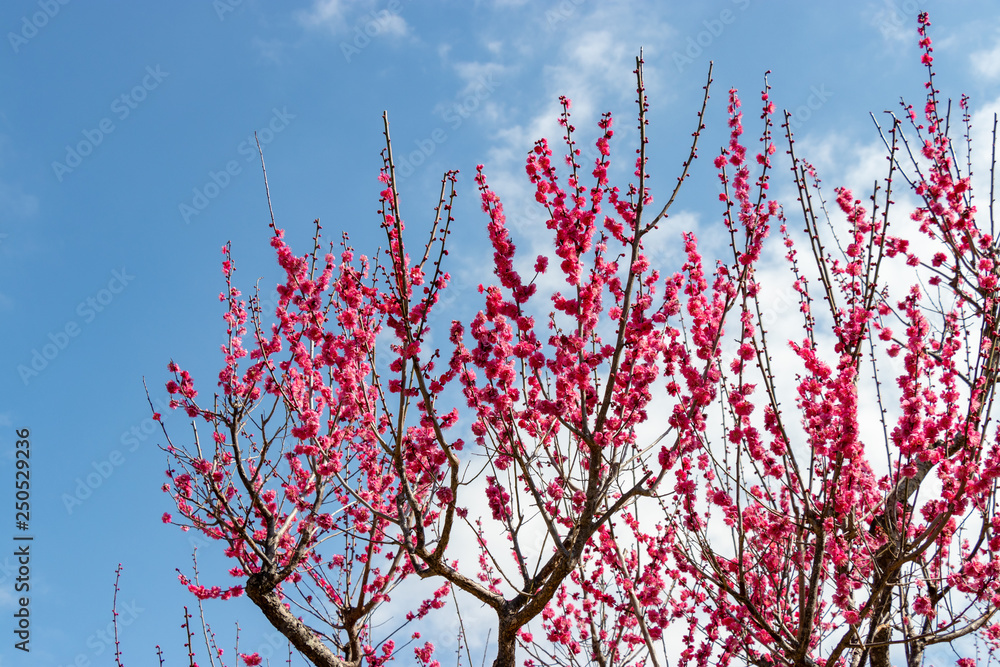 Plum garden at AobanoMori Park, Chiba prefecture, Chiba city, Japan Plum garden at AobanoMori Park, Chiba prefecture, Chiba city, Japan