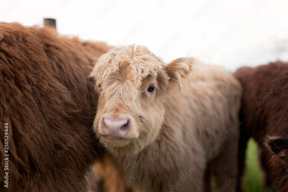 Calves standing on grassy field against clear sky Calves standing on grassy field against clear sky