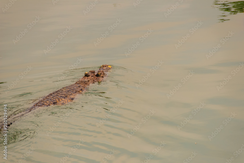 Crocodiles have acute senses that them eyes, ears and nostrils are located on top of the head, allowing the crocodile to lie low in the water, almost totally submerged and hidden from prey. Crocodiles have acute senses that them eyes, ears and nostrils are located on top of the head, allowing the crocodile to lie low in the water, almost totally submerged and hidden from prey.