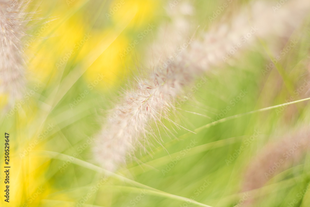 Background blur plants in spring with deep of field Background blur plants in spring with deep of field