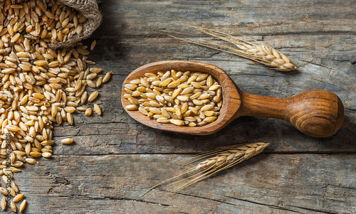Wheat grains in wooden scoop or shovel with spikes or ears on rustic wooden background .Wheat ingredient of flour, bread. Food ingredient cereals concept.