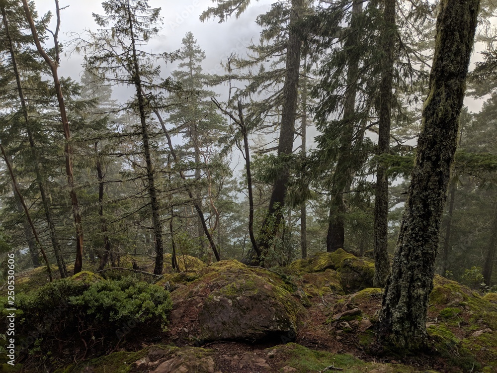 Fototapeta premium Foggy Forest