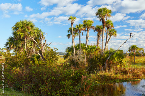 View of wildlife and the natural landscape at Orlando Wetlands Park in Orange County, Florida © Sean  Board