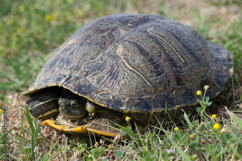 Close-up turtle