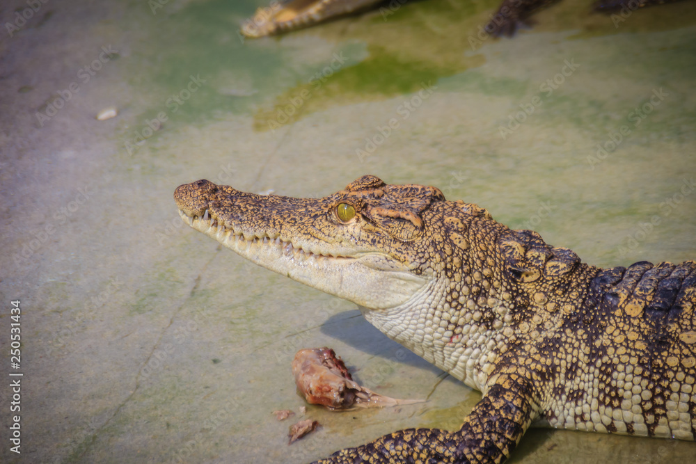 Fototapeta premium Scary crocodile is eating fresh meat in the farm. Crocodile farming for breeding and raising of crocodilians in order to produce crocodile and alligator meat, leather, and other goods.