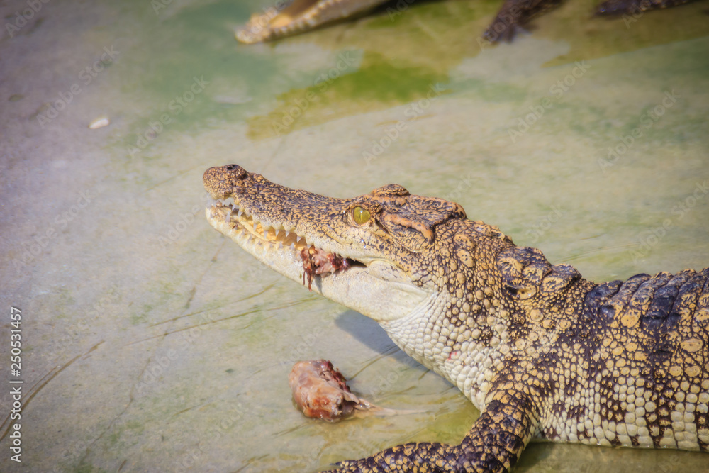 Obraz premium Scary crocodile is eating fresh meat in the farm. Crocodile farming for breeding and raising of crocodilians in order to produce crocodile and alligator meat, leather, and other goods.