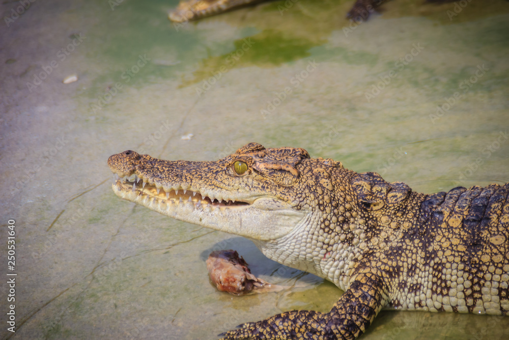 Fototapeta premium Scary crocodile is eating fresh meat in the farm. Crocodile farming for breeding and raising of crocodilians in order to produce crocodile and alligator meat, leather, and other goods.
