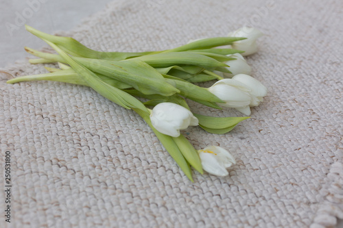 white Tulip. tulips on a white background. white flower. March 8. spring flowers