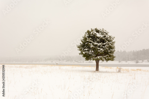 lone pine tree grwoing in a snowy field photo