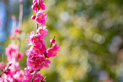 Plum garden at AobanoMori Park, Chiba prefecture, Chiba city, Japan photo