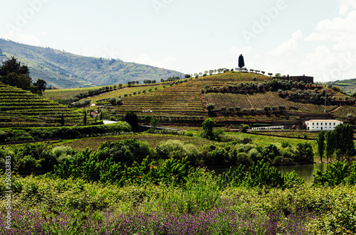 29 April 2016 - Peso da Regua, Portugal: Sandeman port wine symbol on vineyard hill in Portugal