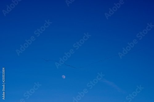 Flying Crane Birds during spring season with moon