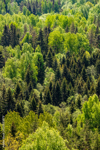 endless forests green foliage in summer © Martins Vanags